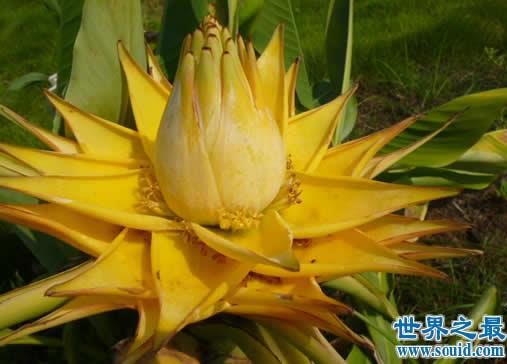 花期最长的花：介绍全年开花的花