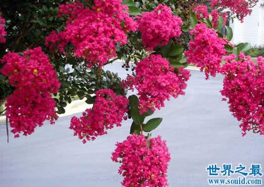 花期最长的花：介绍全年开花的花