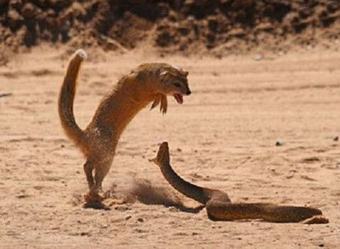 蛇最怕什么：盘点蛇最怕什么东西大揭秘（图）