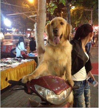 妹子，你是能带狗也不带我出去吗