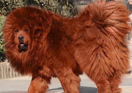 名犬排行榜：最受欢迎最贵的十大狗狗排名