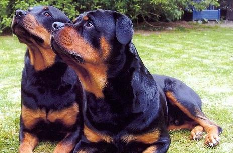 名犬排行榜最受欢迎最贵的十大狗狗排名