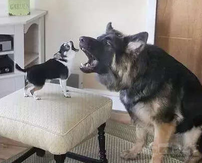 汪星人从小培养