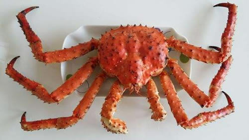 帝王蟹多少钱一斤:帝王蟹简介及2018帝王蟹价格 帝王蟹多少钱一斤:帝王蟹简介及2018帝王蟹价格