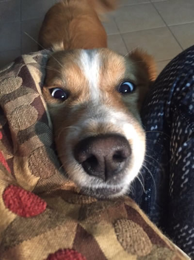 听说这样拍照显脸小：你觉得呢【爆笑图片】