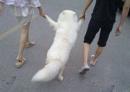 屌爆雷人搞笑图片：狗狗偷喝可乐搞笑图片