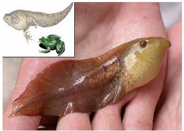 不合理蛙资料：不合理蛙的不合理之处【不合理蛙】