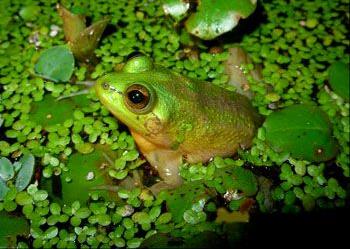 不合理蛙资料：不合理蛙的不合理之处【不合理蛙】