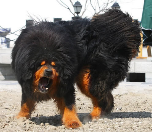 战斗力最强的狗：比特犬最凶的狗第一名（图）