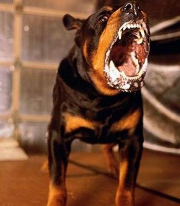 战斗力最强的狗比特犬最凶的狗第一名图