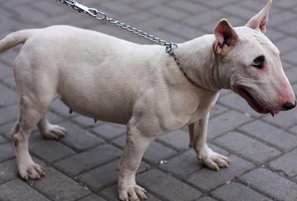 战斗力最强的狗比特犬最凶的狗第一名图