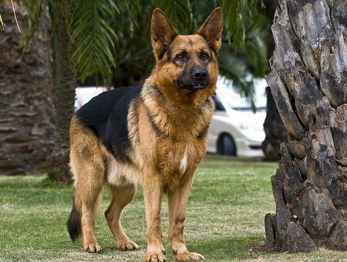 战斗力最强的狗：比特犬最凶的狗第一名（图）