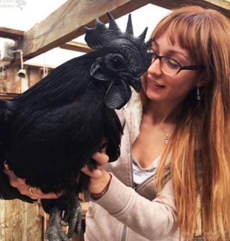 纯黑的鸡见过吗