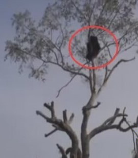 女子夜晚听到诡异吼叫声 抬头看树吓懵了（图）