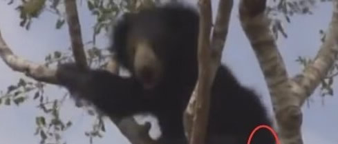 女子夜晚听到诡异吼叫声 抬头看树吓懵了（图）