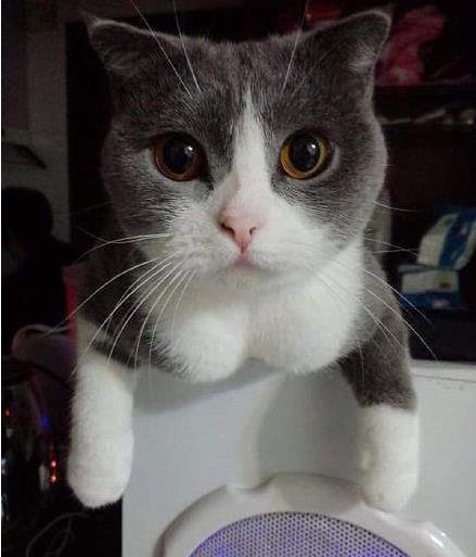 为了点小鱼干，还卖弄起事业线了