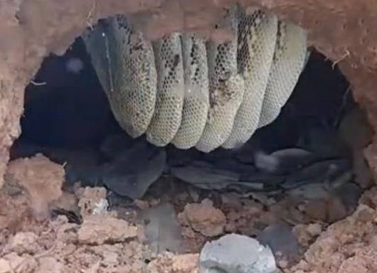 大叔发现怪洞 刨开后羡煞旁人!(组图) 大叔发现怪洞 刨开后羡煞旁人!(组图)