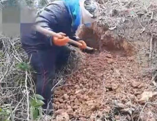 大叔发现怪洞 刨开后羡煞旁人!(组图) 大叔发现怪洞 刨开后羡煞旁人!(组图)