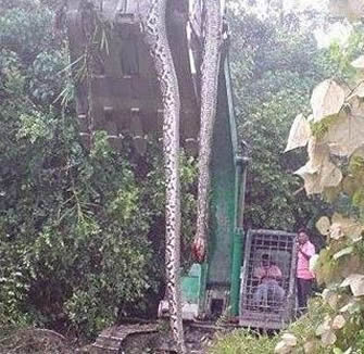 挖掘机挖出百岁蛇王!司机吓傻(图文) 挖掘机挖出百岁蛇王!司机吓傻(图文)