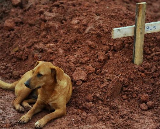 10个人与动物最感人的瞬间：人与动物温暖有爱（图）