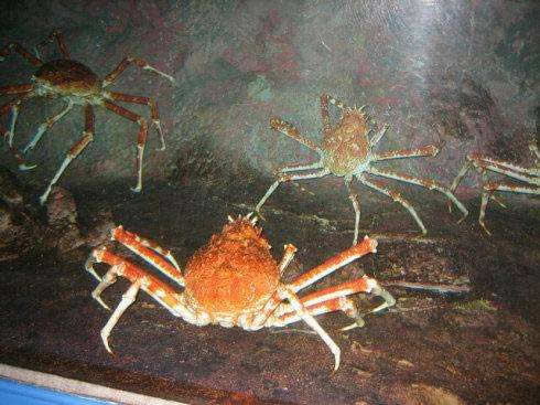 日本蜘蛛蟹:全球十大最怪异螃蟹物种盘点