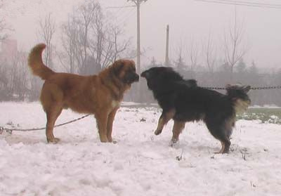 高加索犬vs藏獒：大战5分钟看看谁更牛（组图）