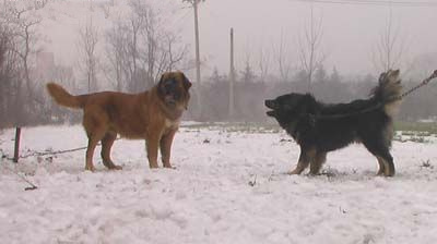 高加索犬vs藏獒：大战5分钟看看谁更牛（组图）