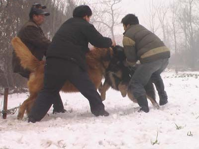 高加索犬vs藏獒：大战5分钟看看谁更牛（组图）