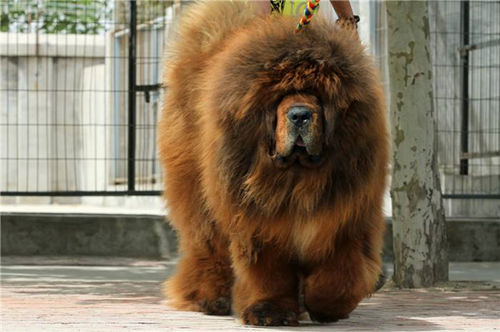 小藏獒图片欣赏 藏獒资料大全（组图）