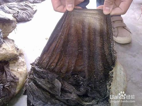 如何选择毛肚?怎样鉴别毛肚的好坏 如何选择毛肚?怎样鉴别毛肚的好坏