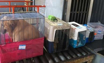 宠物托运需要多少钱:宠物托计算方法及标准 宠物托运需要多少钱:宠物托计算方法及标准