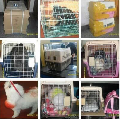 宠物托运需要多少钱:宠物托计算方法及标准 宠物托运需要多少钱:宠物托计算方法及标准