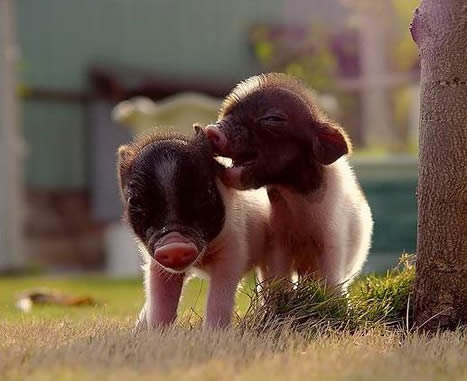小香猪多少钱一只:一只真正的小香猪大概多少钱 小香猪多少钱一只:一只真正的小香猪大概多少钱