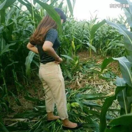 又是一片迷人的苞米地