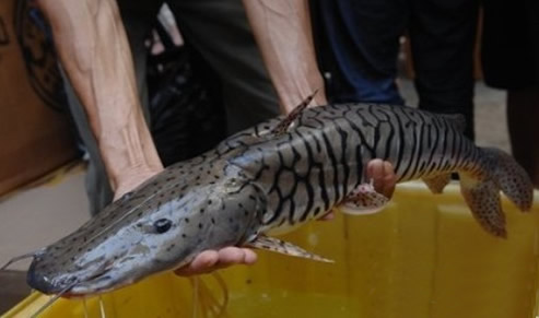 亚马逊鲇鱼:亚马逊鲇鱼介绍【图片及营养价值】 亚马逊鲇鱼:亚马逊鲇鱼介绍【图片及营养价值】