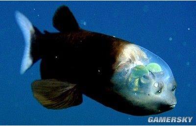 世界十大解谜：十大已解密未解之谜（图）