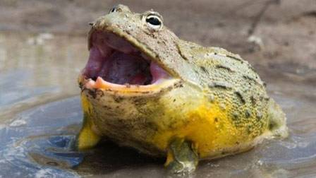 它藏满寄生虫!90%的人却爱吃:一定要注意这些 它藏满寄生虫!90%的人却爱吃:一定要注意这些