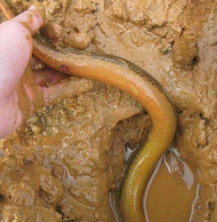 它藏满寄生虫!90%的人却爱吃:一定要注意这些 它藏满寄生虫!90%的人却爱吃:一定要注意这些