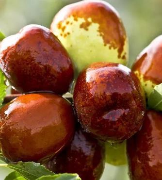 有胃病的人最好别碰这五种水果:一定要忍住(图) 有胃病的人最好别碰这五种水果:一定要忍住(图)