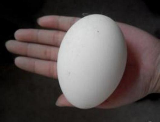 常吃一物人过百岁都不呆：你吃过么（图）