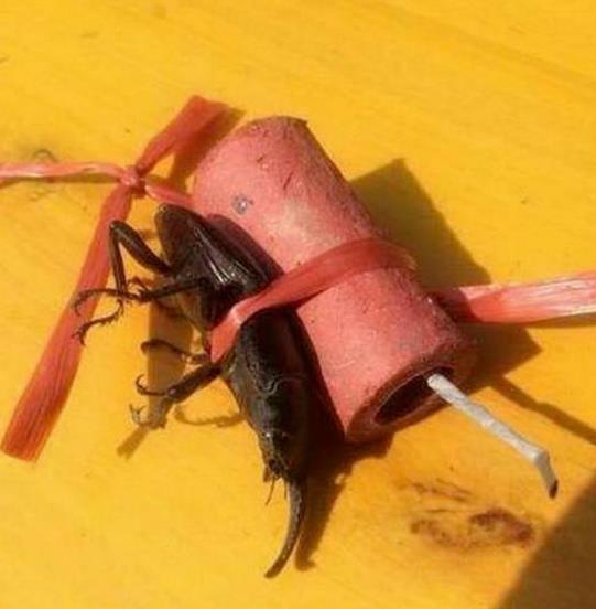 厉害了我的妹子：大哥你不说你媳妇很胆小【搞笑图集】