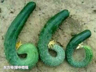 厉害了我的妹子：大哥你不说你媳妇很胆小【搞笑图集】