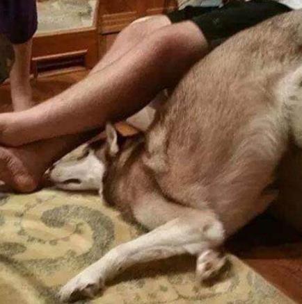 哈士奇搞笑图片：可爱二货哈士奇搞笑图片欣赏