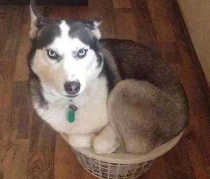 哈士奇搞笑图片：可爱二货哈士奇搞笑图片欣赏