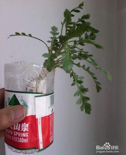 自制花盆大全图：自制简易花盆图片