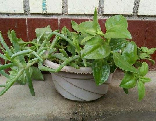 自制花盆大全图：自制简易花盆图片