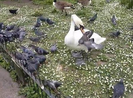 天鹅怒怼贪吃鸽 网友笑哭：套路好熟（组图）