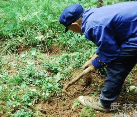 农村大爷树林里挖宝贝：60块钱一斤都不卖（图）