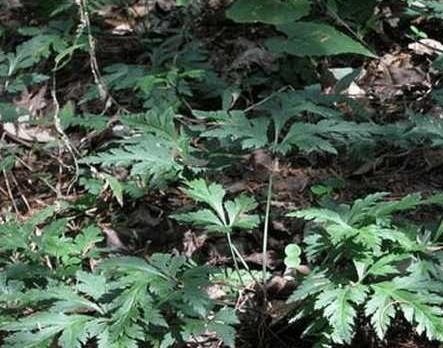 农村大爷树林里挖宝贝：60块钱一斤都不卖（图）