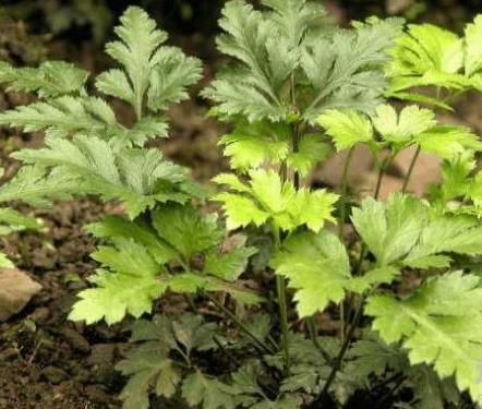 农村大爷树林里挖宝贝：60块钱一斤都不卖（图）